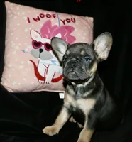 Hershey, a female French Bulldog for sale in Zionsville, IN – Photo 1 of 9