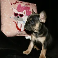 Hershey, a female French Bulldog for sale in Zionsville, IN – Photo 2 of 9