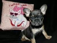 Hershey, a female French Bulldog for sale in Zionsville, IN – Photo 6 of 9