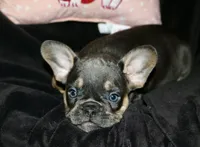 Hershey, a female French Bulldog for sale in Zionsville, IN – Photo 9 of 9