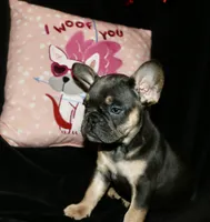 Hershey, a female French Bulldog for sale in Zionsville, IN – Photo 3 of 9