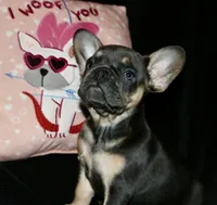 Hershey, a female French Bulldog for sale in Zionsville, IN – Photo 5 of 9