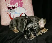 Heath, a male French Bulldog for sale in Zionsville, IN – Photo 5 of 10