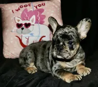 Heath, a male French Bulldog for sale in Zionsville, IN – Photo 1 of 10