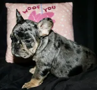 Heath, a male French Bulldog for sale in Zionsville, IN – Photo 6 of 10