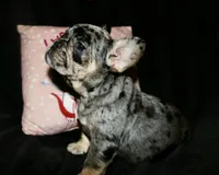 Heath, a male French Bulldog for sale in Zionsville, IN – Photo 4 of 10