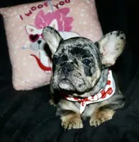 Heath, a male French Bulldog for sale in Zionsville, IN – Photo 3 of 10