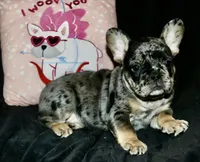 Heath, a male French Bulldog for sale in Zionsville, IN – Photo 9 of 10