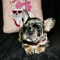 Heath, a male French Bulldog for sale in Zionsville, IN – Photo 8 of 10