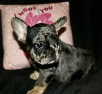 Heath, a male French Bulldog for sale in Zionsville, IN – Photo 2 of 10