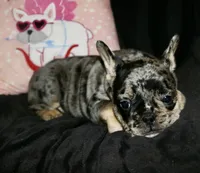 Heath, a male French Bulldog for sale in Zionsville, IN – Photo 7 of 10