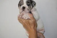 Hershey, a male English Bulldog for sale in Zionsville, IN – 6 of 9