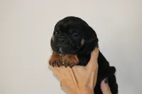 Licorice, a female English Bulldog for sale in Zionsville, IN – 2 of 5