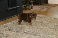 Caramel, a male English Bulldog for sale in Zionsville, IN – 5 of 6