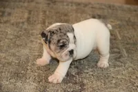 Hershey, a male English Bulldog for sale in Zionsville, IN – 4 of 9
