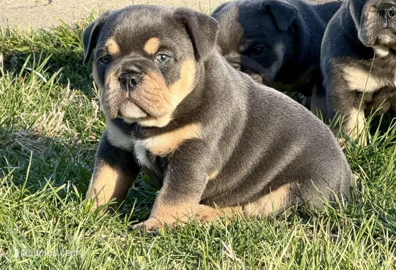 Venus – English Bulldog puppy for sale in Zionsville, IN