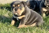 Venus, a female English Bulldog for sale in Zionsville, IN – Photo 1 of 3