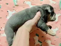 Venus, a female English Bulldog for sale in Zionsville, IN – Photo 2 of 2