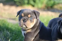 Venus, a female English Bulldog for sale in Zionsville, IN – Photo 3 of 3