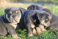 Venus, a female English Bulldog for sale in Zionsville, IN – Photo 2 of 3