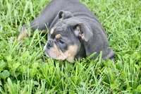 Bingo , a female English Bulldog for sale in Zionsville, IN – 6 of 6