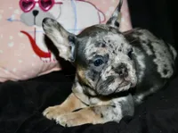 Oreo, a female French Bulldog for sale in Zionsville, IN – Photo 7 of 8