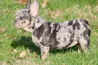 Oreo, a female French Bulldog for sale in Zionsville, IN – Photo 3 of 4