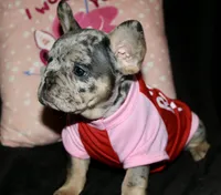 Oreo, a female French Bulldog for sale in Zionsville, IN – Photo 2 of 8