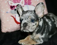 Oreo, a female French Bulldog for sale in Zionsville, IN – Photo 6 of 8