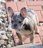 Oreo, a female French Bulldog for sale in Zionsville, IN – Photo 2 of 4