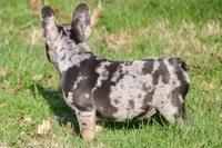 Oreo, a female French Bulldog for sale in Zionsville, IN – Photo 4 of 4