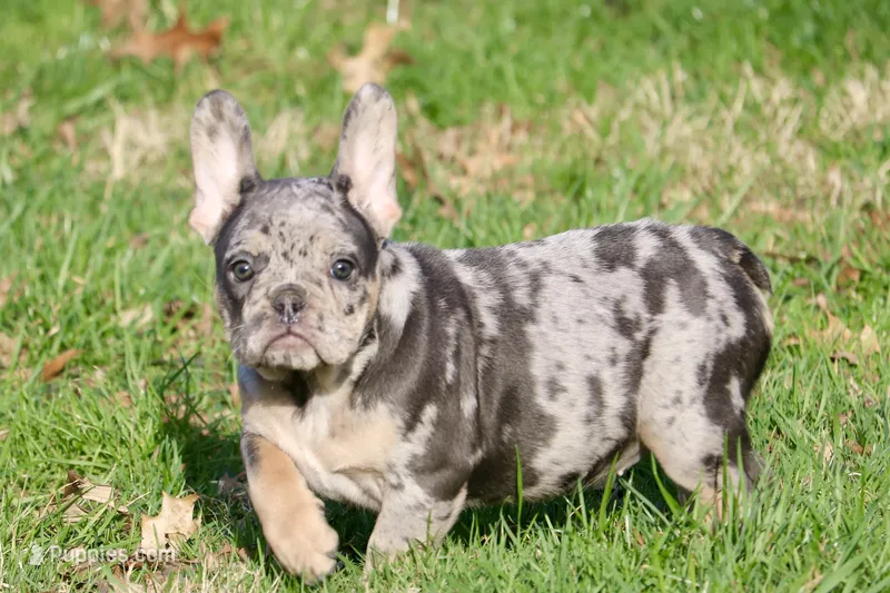Oreo – French Bulldog puppy for sale in Zionsville, IN
