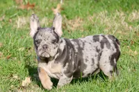 Oreo, a female French Bulldog for sale in Zionsville, IN – Photo 1 of 4