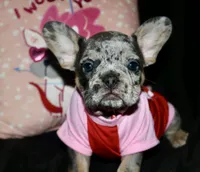 Oreo, a female French Bulldog for sale in Zionsville, IN – Photo 1 of 8