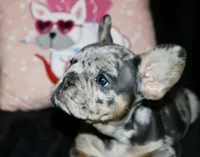 Oreo, a female French Bulldog for sale in Zionsville, IN – Photo 4 of 8