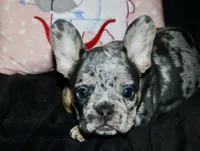 Oreo, a female French Bulldog for sale in Zionsville, IN – Photo 5 of 8