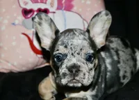 Oreo, a female French Bulldog for sale in Zionsville, IN – Photo 8 of 8