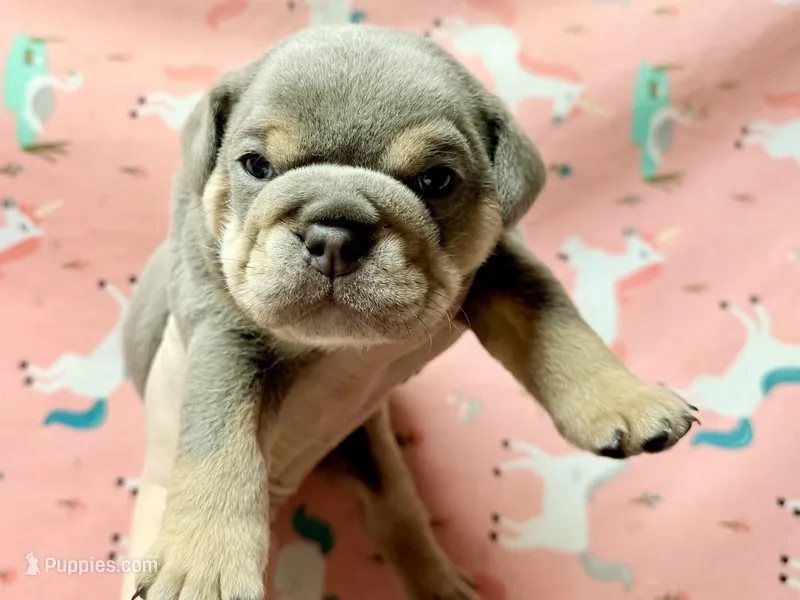 Romeo , a male English Bulldog for sale in Zionsville, IN – Photo 1 of 2