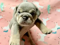 Romeo , a male English Bulldog for sale in Zionsville, IN – Photo 1 of 2