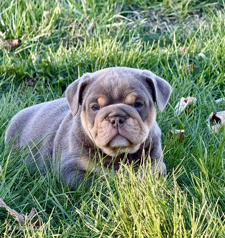 Romeo  – English Bulldog puppy for sale in Zionsville, IN