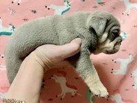 Romeo , a male English Bulldog for sale in Zionsville, IN – Photo 2 of 2