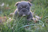 Rose , a female English Bulldog for sale in Zionsville, IN – Photo 4 of 5