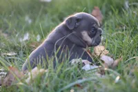 Rose , a female English Bulldog for sale in Zionsville, IN – Photo 3 of 5