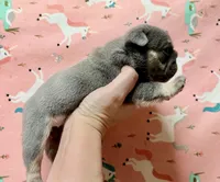 Rose , a female English Bulldog for sale in Zionsville, IN – Photo 2 of 2