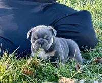 Rose , a female English Bulldog for sale in Zionsville, IN – Photo 2 of 5