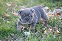 Rose , a female English Bulldog for sale in Zionsville, IN – Photo 5 of 5