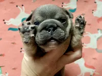 Rose , a female English Bulldog for sale in Zionsville, IN – Photo 1 of 2