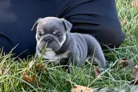 Rose , a female English Bulldog for sale in Zionsville, IN – Photo 1 of 5