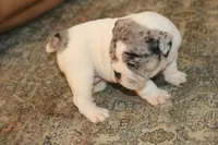 Hershey, a male English Bulldog for sale in Zionsville, IN – 8 of 9