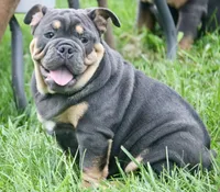 Phineas, a male English Bulldog for sale in Zionsville, IN – 1 of 6